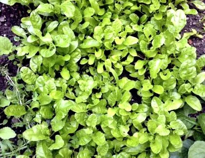 greenzonelife oldal