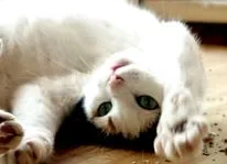mata