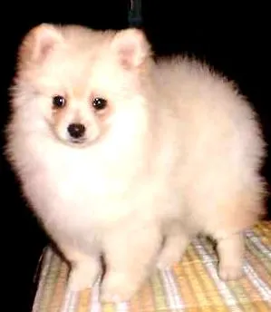 pomerániai
