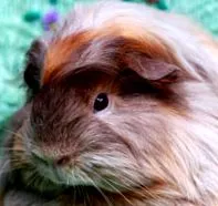 tengerimalac