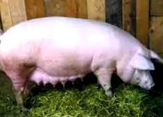 kocák