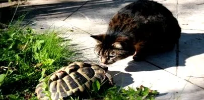 gondozása háziállatok
