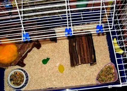 tengerimalac