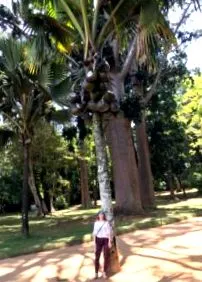 lanka áramkör