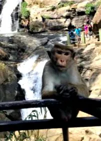 lanka áramkör