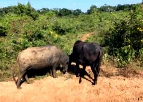 utazási lanka
