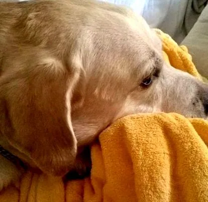 labrador