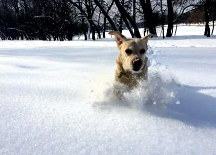 labrador