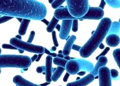 lactobacillus