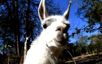 lama