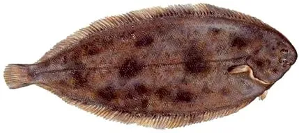 tengeri tengeri