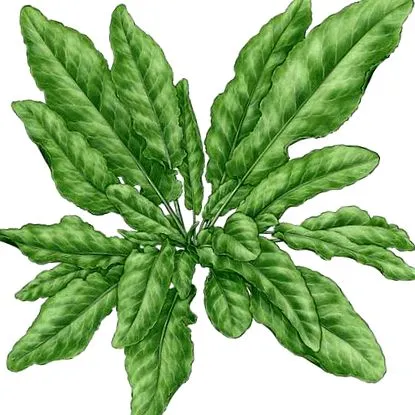gondozni