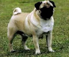 mopsz