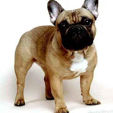 сите