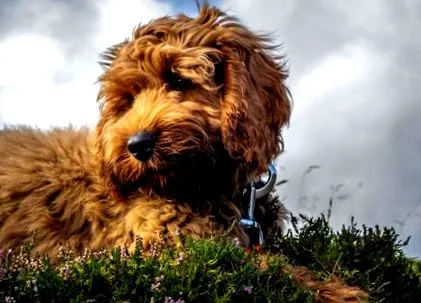 várható élettartama
