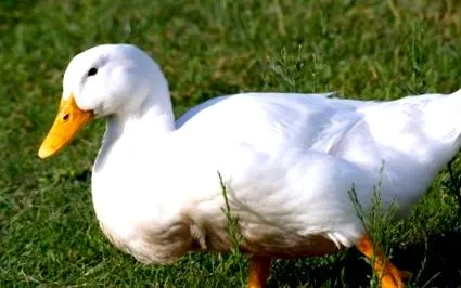 kiváló pekingi