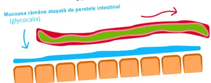 autoimmun autoimmun
