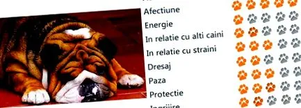 buldog