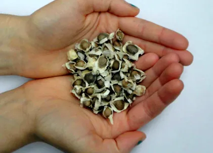 семињата moringa