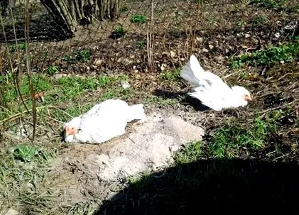 felhasználásának fahamu