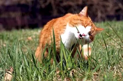miért