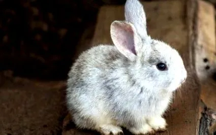 kell lennie