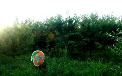 кајсија органски