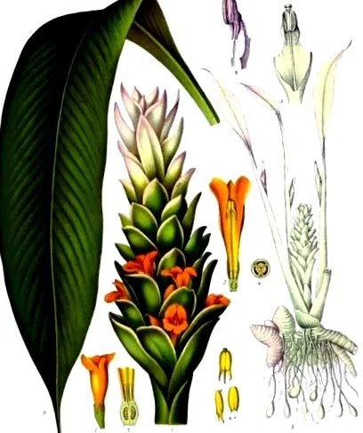 indiai