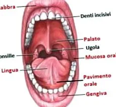 ugola