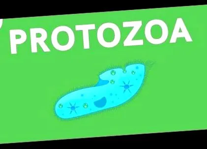 történeteink szolgáló