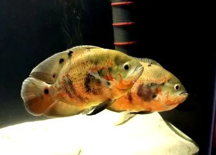 legaranyosabb