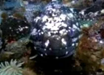jéghal