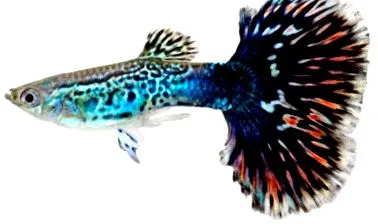 Guppy добро