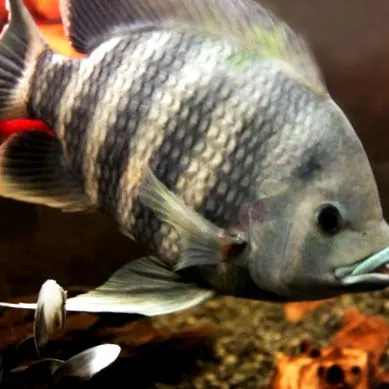tilapia tilapia