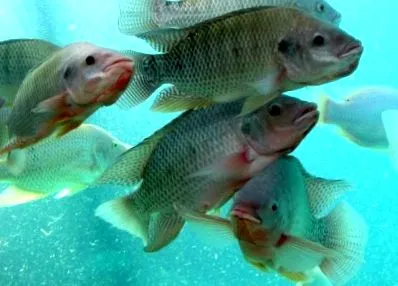 tilapia érdekes