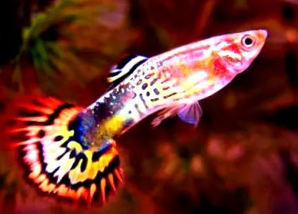 Риба Guppy