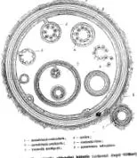 amikor