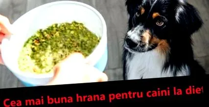 собак