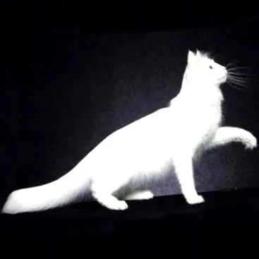 török