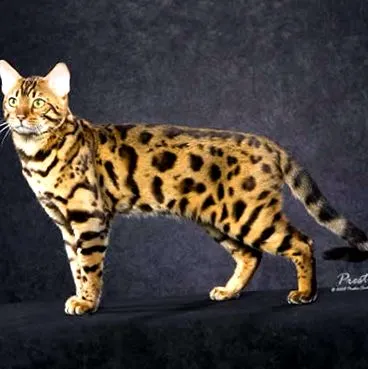 macska
