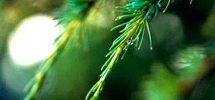 pinus pinus