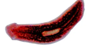 platyhelminthes