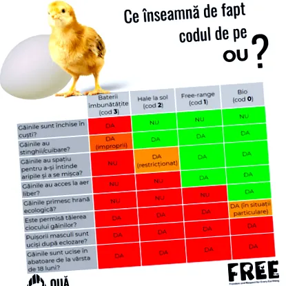 csőr levágásának csőr levágásának