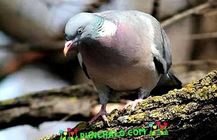 után