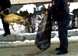 лицитира кремирање