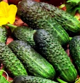 краставици сортове