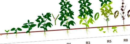 Agronómiai elvek agronómiai