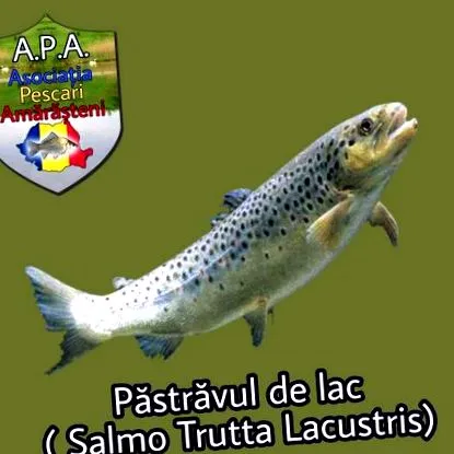 salmo