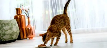nutrisavour