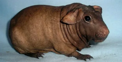 tengerimalac tengerimalac